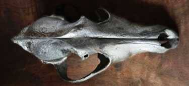animal skull made into bone charcoal