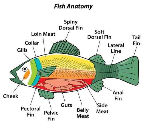 fish anatomy illustration